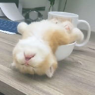 🐓桃花直播APP应用
